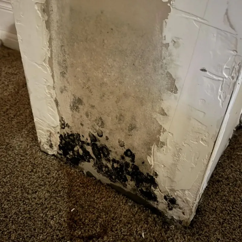 Professional Mold Removal in Jerseyville, IL